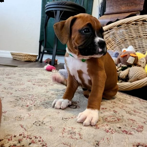 cuccioli di boxer con documenti