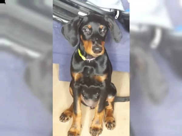 cuccioli di dobermann pronti