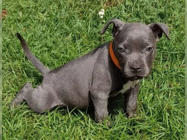 splendidi cuccioli di american staffordshire pronti
