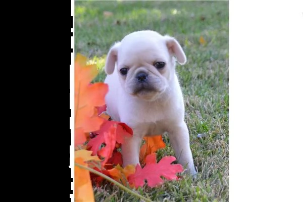 cuccioli di pug