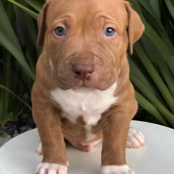 cuccioli di pitbull americano