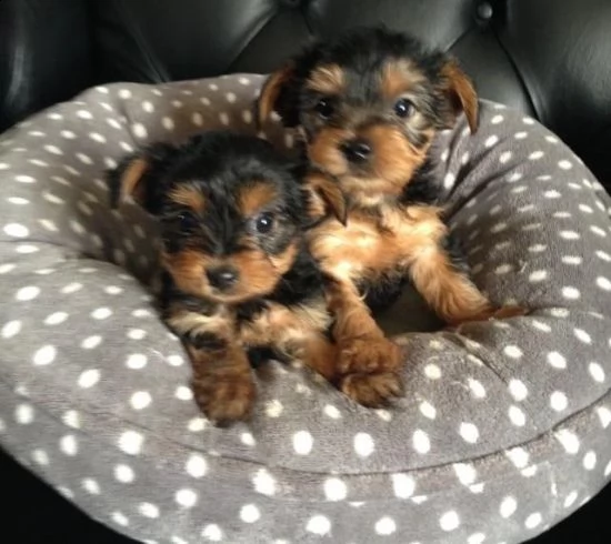 yorkshire cuccioli toy 