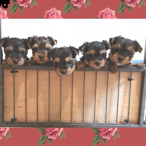 yorkshire terrier di razza