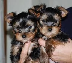 2 splendidi yorkshire terrier