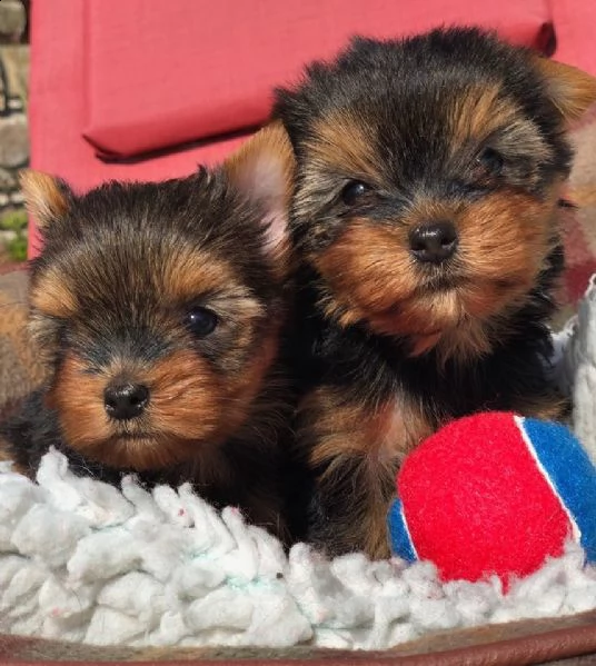 bellissimo giocattolo yorkshire terrier