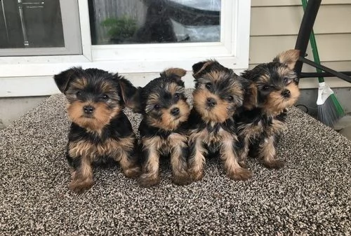 registro kc yorkshire terrier