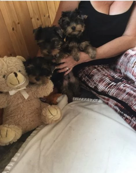 cuccioli yorkshire terrier