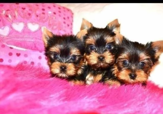 yorkshire terrier di razza