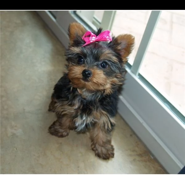 splendidi cuccioli di yorkshire terrier