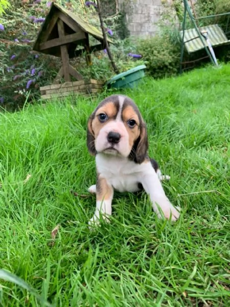 cuccioli di beagle perfetti