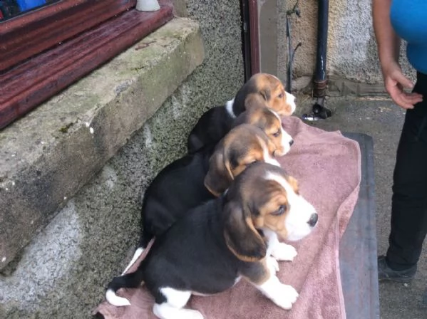 coccole cuccioli di beagle