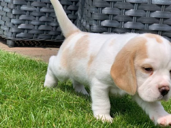 cuccioli di beagle pronti ora