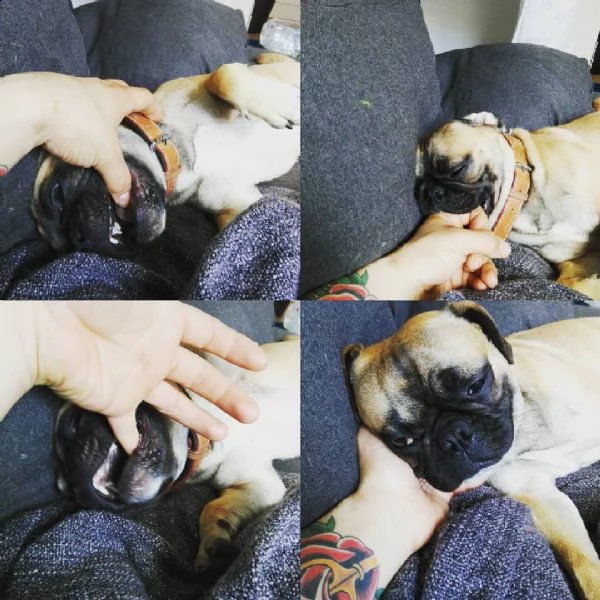 3 cuccioli di toro francesi