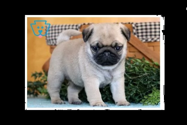 splendidi cuccioli di carlino