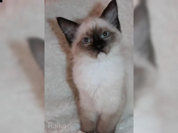 gattini ragdoll