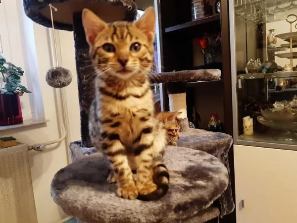 gattini sani del bengala