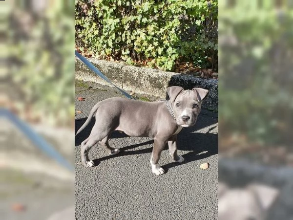 linea american pitbull blue