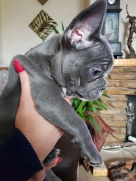 cuccioli bulldog francesse blu