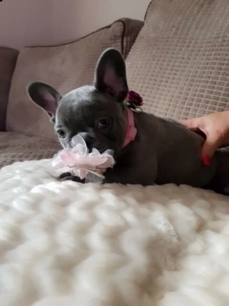 cuccioli bulldog francesse blu | Foto 2