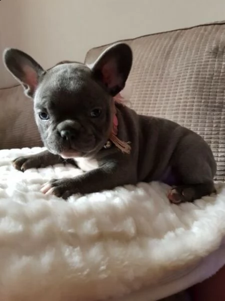cuccioli bulldog francesse blu | Foto 1