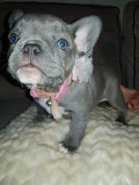 cuccioli bulldog francesse blu | Foto 0
