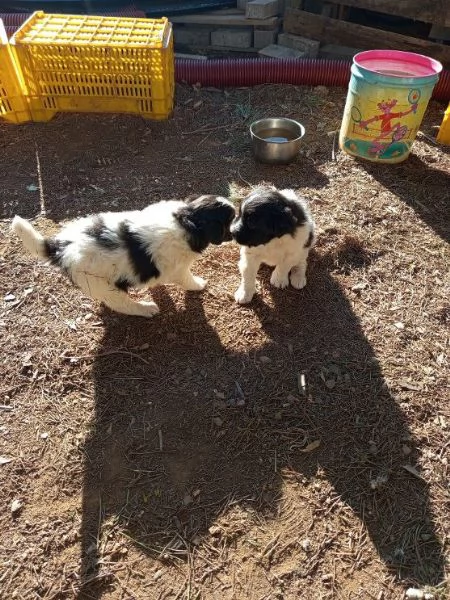 Dolcissimi cuccioli in regalo  cercano casa!!!