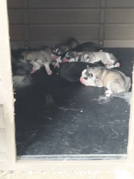 Cuccioli di siberian husky 