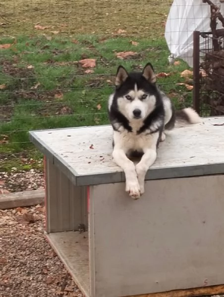 Cuccioli di siberian husky  | Foto 1