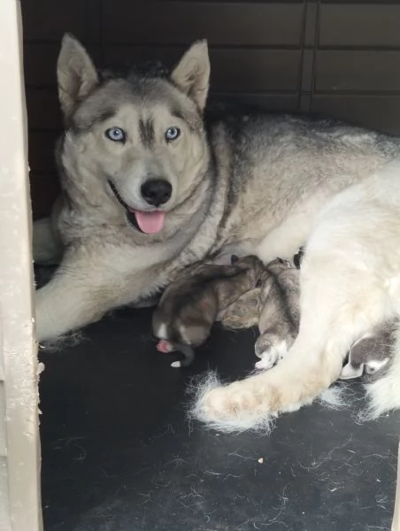 Cuccioli di siberian husky  | Foto 0