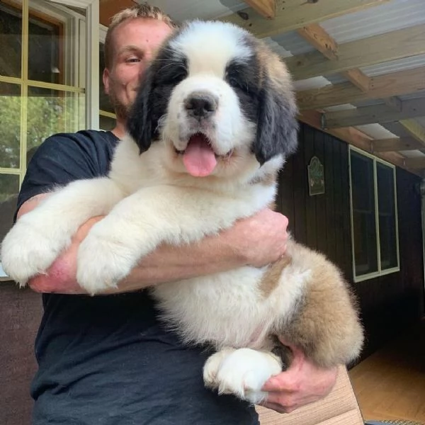 san bernardo a pelo lungo femmina bianco marrone 