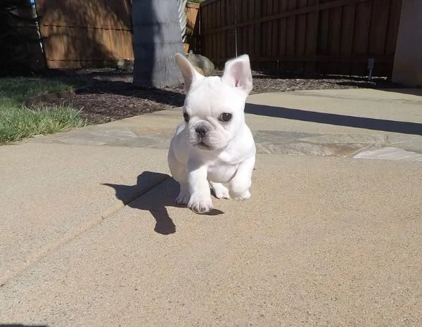 due simpatici bouledogue francesi bianchi | Foto 0