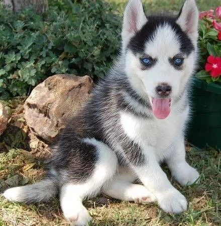 cucciolo di siberian husky