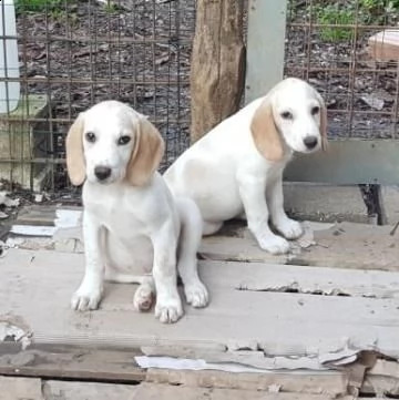 aris e angel stupendi mix beagle