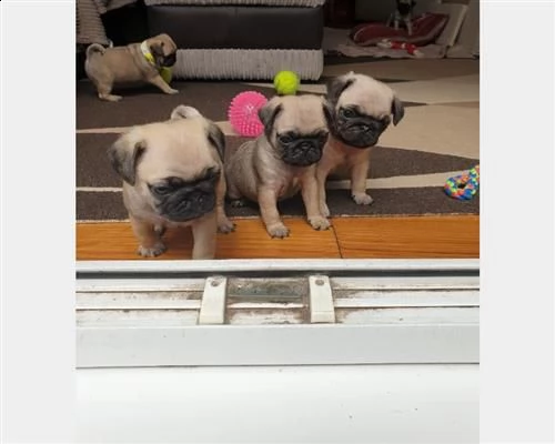 cuccioli di razza carlino manto crema fulvo 