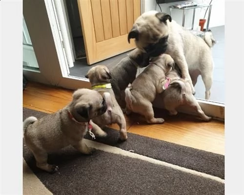 cuccioli di razza carlino manto crema fulvo  | Foto 0