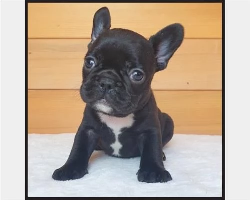 cuccioli bulldog francese - pedigree enci