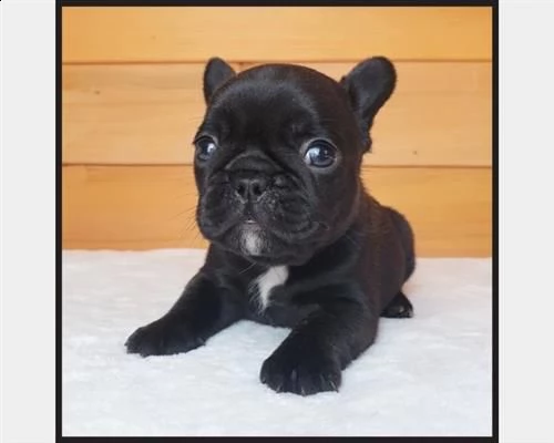 cuccioli bulldog francese - pedigree enci | Foto 0
