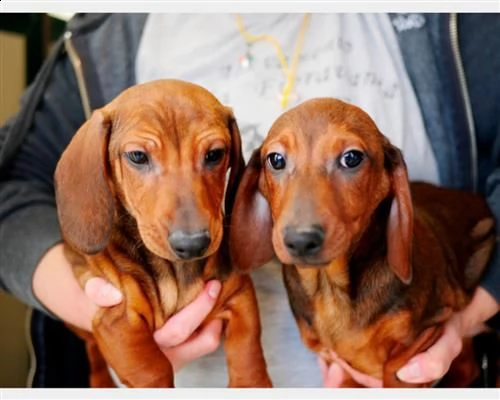 bassotti cuccioli nani e kaninchen