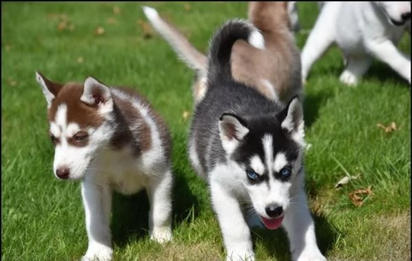 cucciolo di husky maschio e femmina