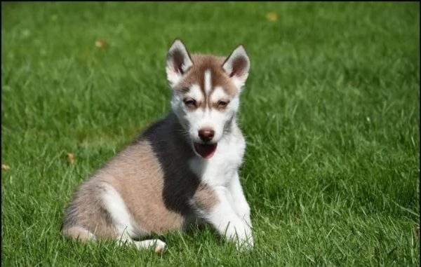 cucciolo di husky maschio e femmina | Foto 2