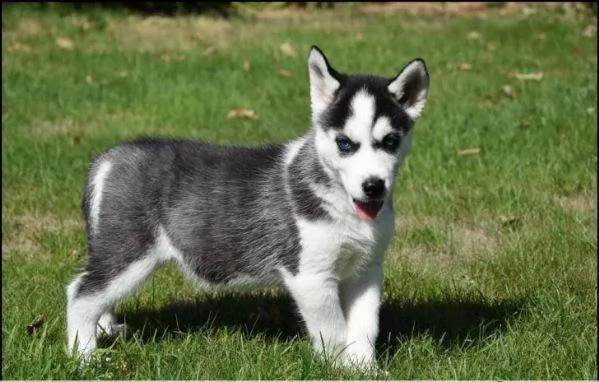cucciolo di husky maschio e femmina | Foto 1