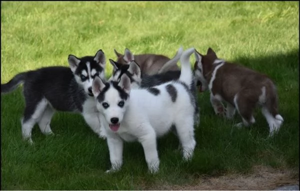 cucciolo di husky maschio e femmina | Foto 0