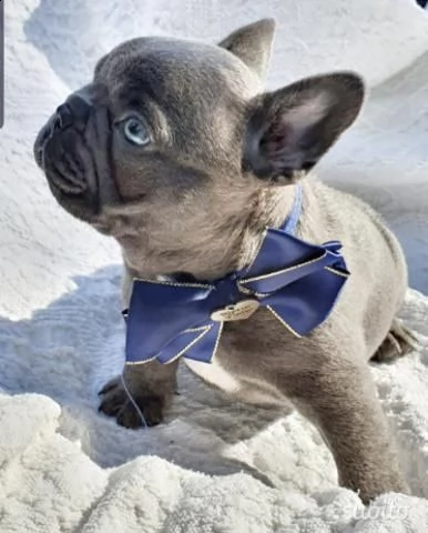 cucciolo di bouledogue francese maschio e femmina  | Foto 3