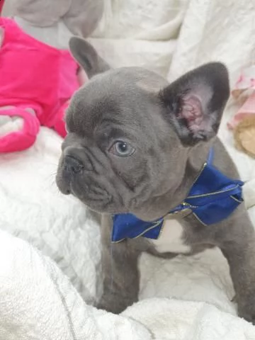 cucciolo di bouledogue francese maschio e femmina  | Foto 2