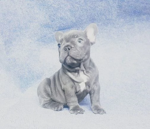 cucciolo di bouledogue francese maschio e femmina  | Foto 1