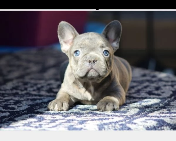 cucciolo di bouledogue francese maschio e femmina 