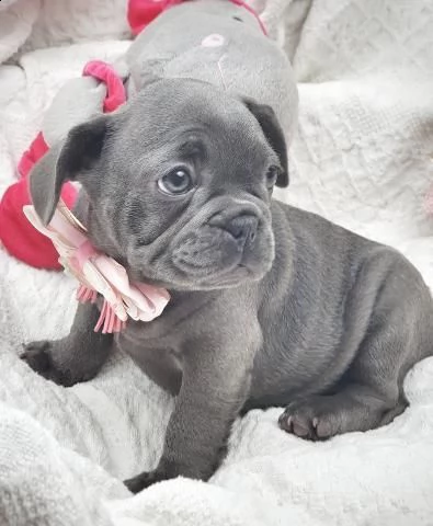 cucciolo di bouledogue francese maschio e femmina  | Foto 0