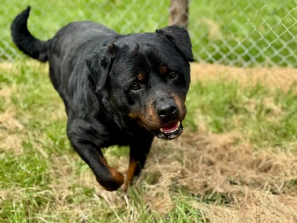 Testone, gigante buono in canile senza speranza di uscire  | Foto 6