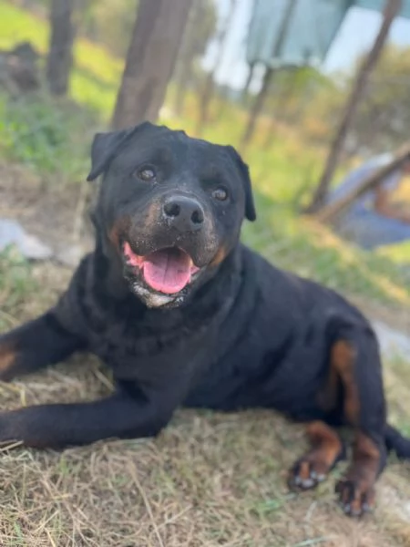 Testone, gigante buono in canile senza speranza di uscire  | Foto 5