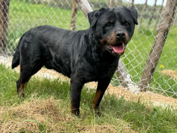 Testone, gigante buono in canile senza speranza di uscire  | Foto 4